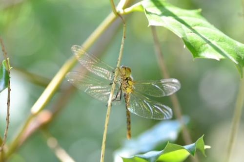 Réf. 196 275 : Sympetrum striolatum